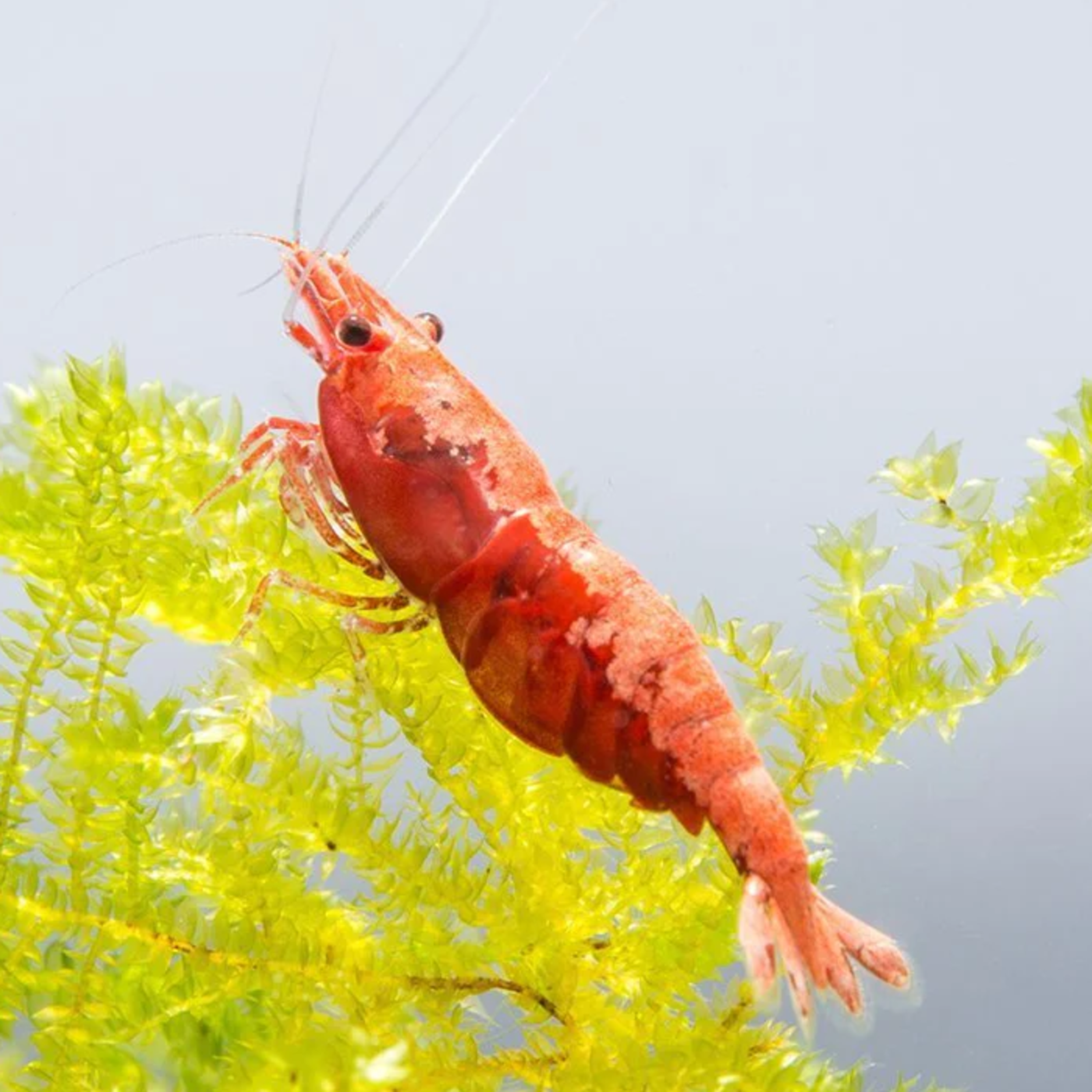 Shrimpies - 🦐